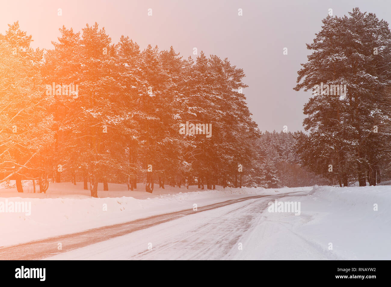 Green pine trees snow sunlight hi-res stock photography and images - Alamy