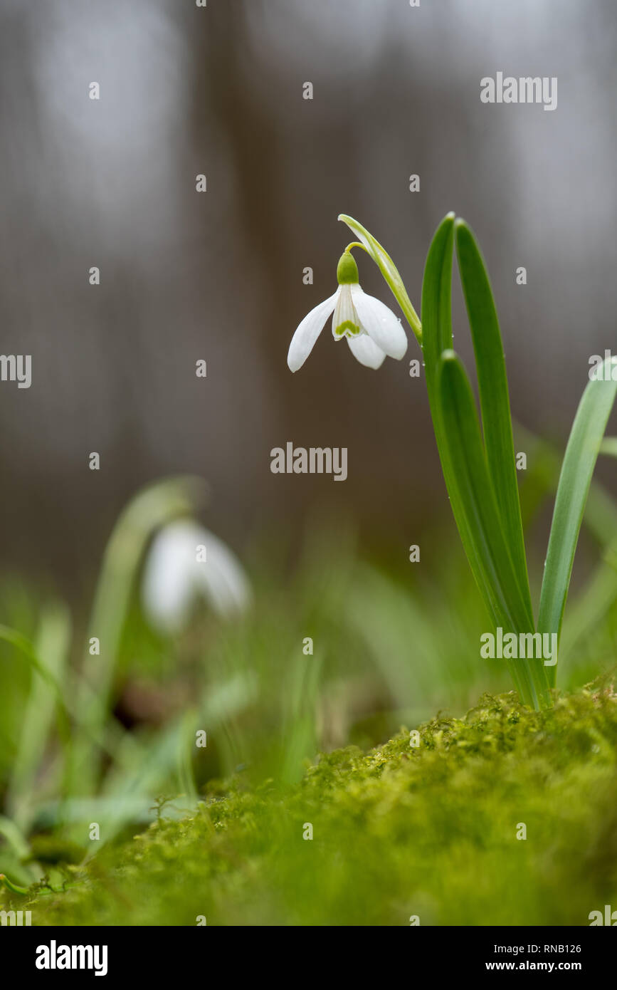 Snowdrop spring flowers. Fresh green well complementing the white Snowdrops blossoms Stock Photo