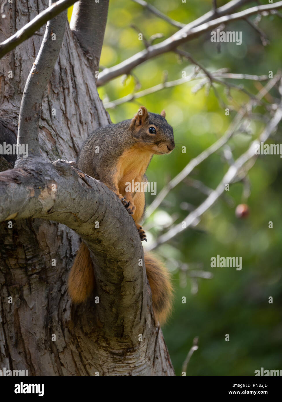 Red squirrel perched on a limb looking at the camera. Selective focus. Stock Photo