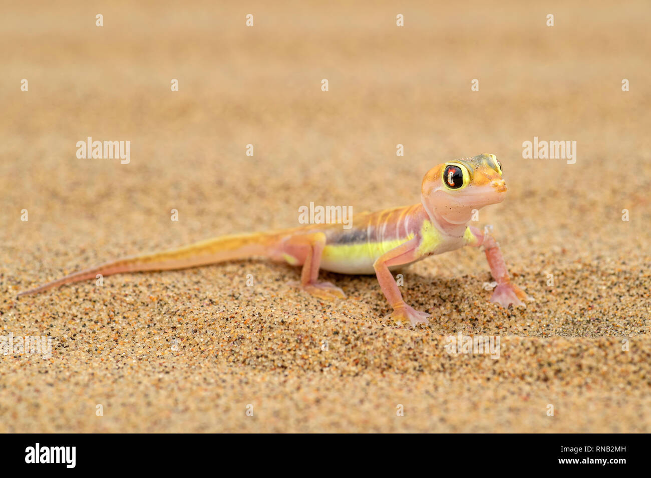 Namib Sand Gecko - Pachydactylus rangei, beautiful small gecko endemic in southwest Africa, Namib desert, Walvis bay, Namibia. Stock Photo