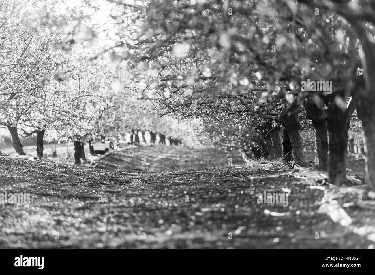 black and white almond tree, Israel Stock Photo
