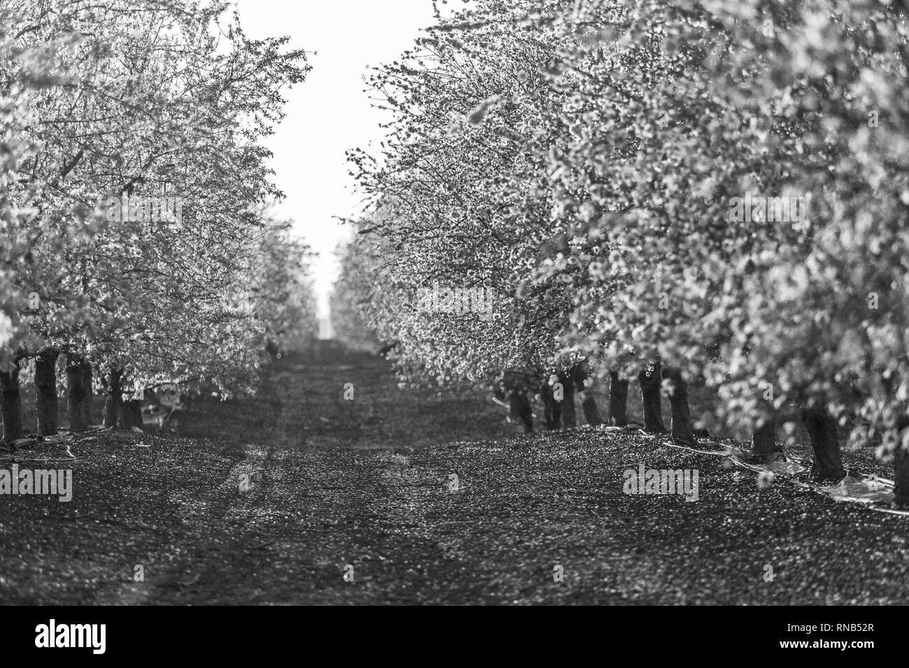 black and white almond plantation, Israel Stock Photo