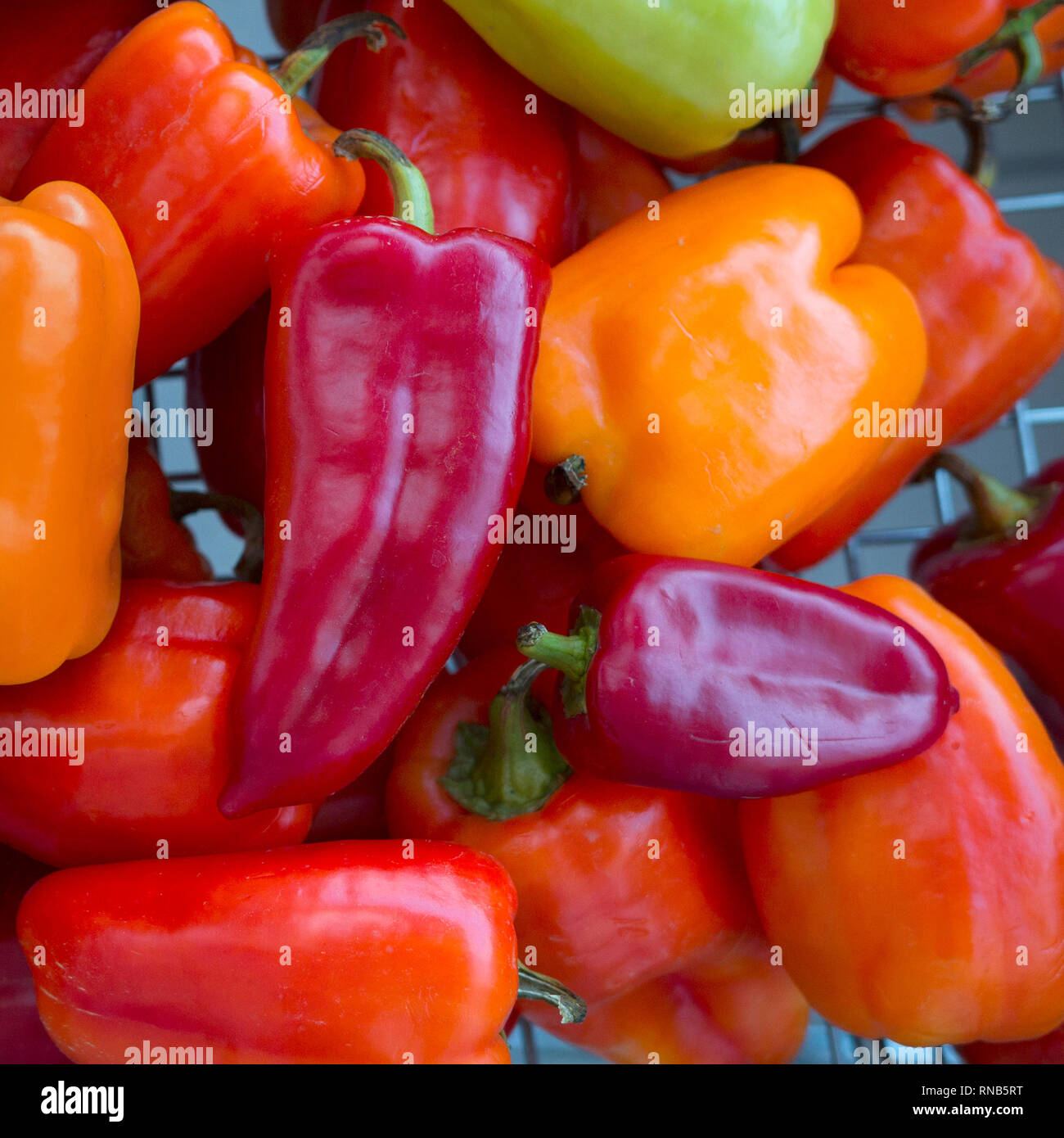 Colorful red, orange, green peppers paprika background. Harvest from