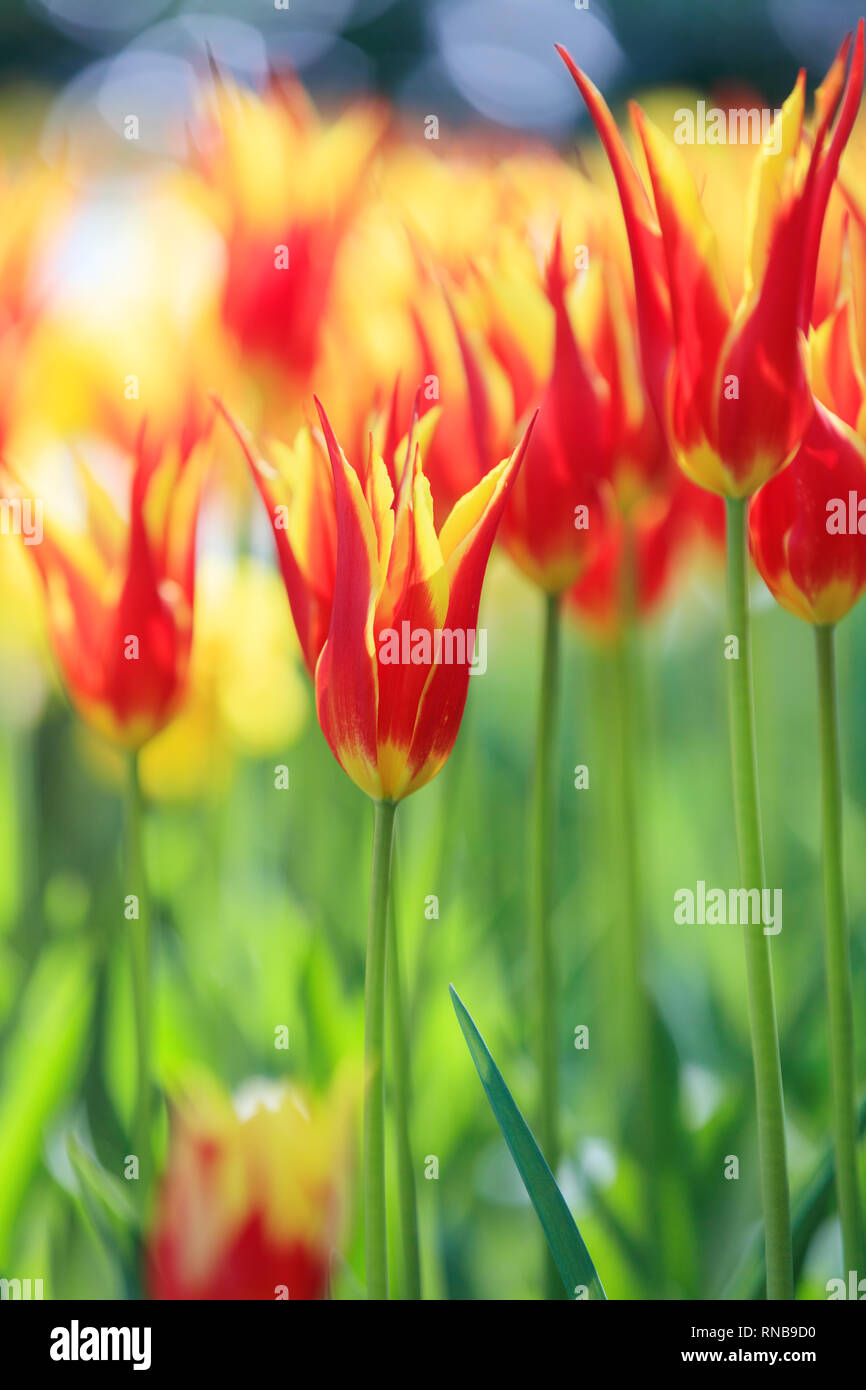 Colorful tulips of Netherlands Stock Photo - Alamy