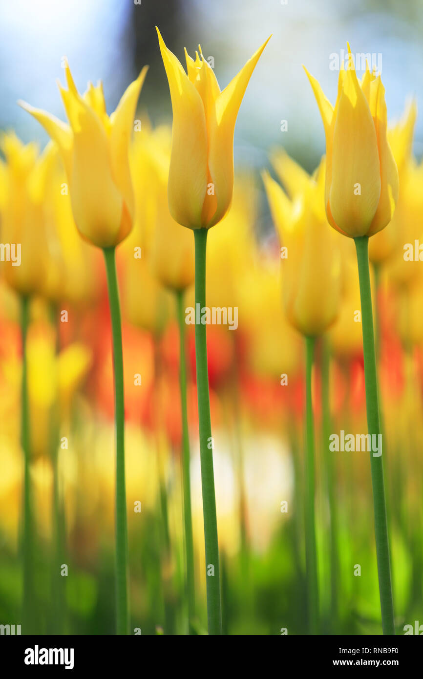 Colorful tulips of Netherlands Stock Photo - Alamy