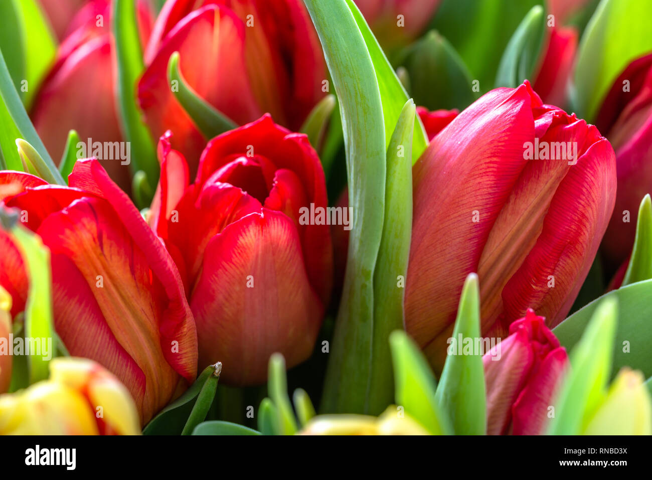 Blooming red tulips in spring garden, tulip background Stock Photo - Alamy