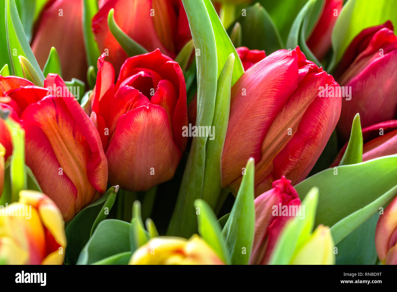 Red tulips in the garden. Spring tulip background Stock Photo - Alamy