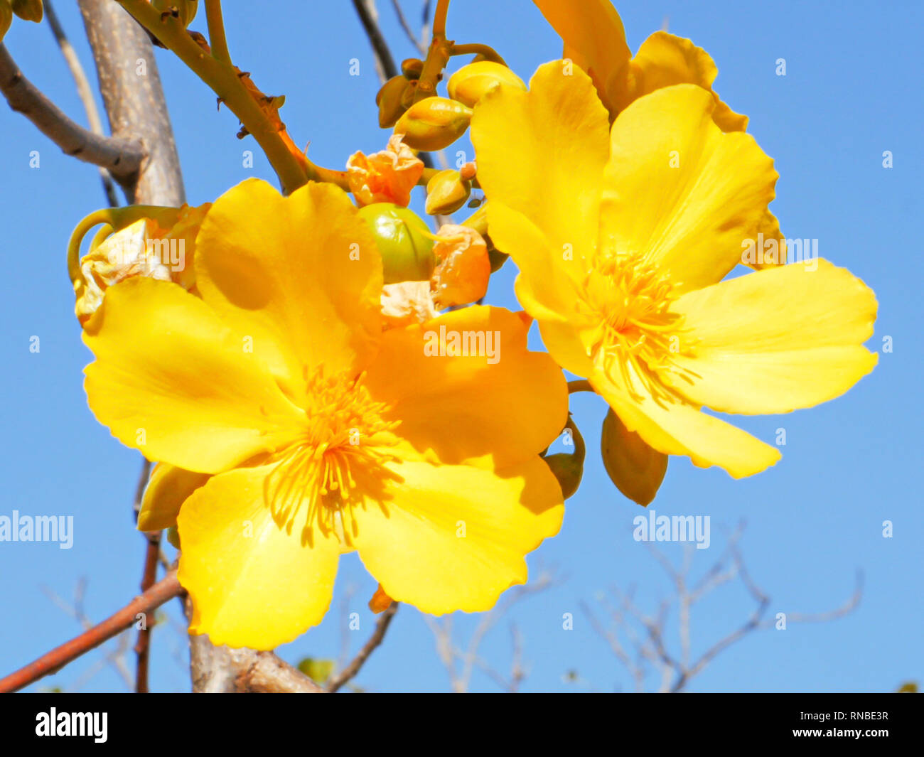 close up of a kapok flower in mary river national park Stock Photo