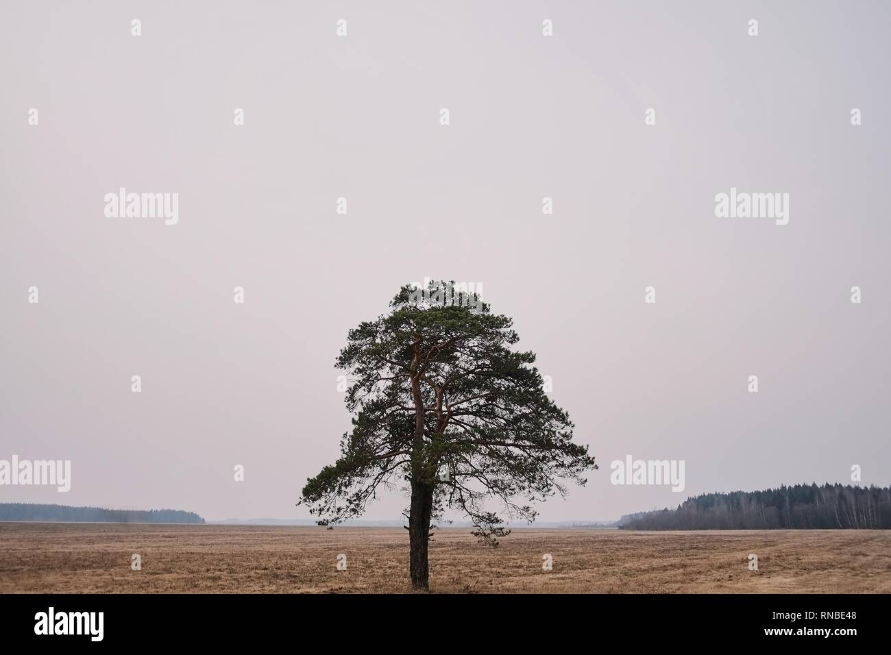 Lonely tree in the middle of a field on a cloudy autumn day Stock Photo