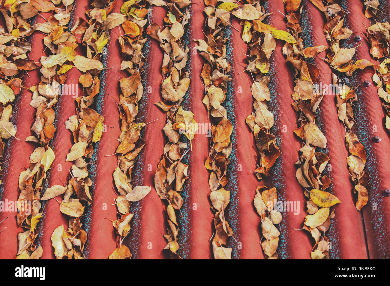 Fallen leaves on the wavy roof. Autumn background Stock Photo