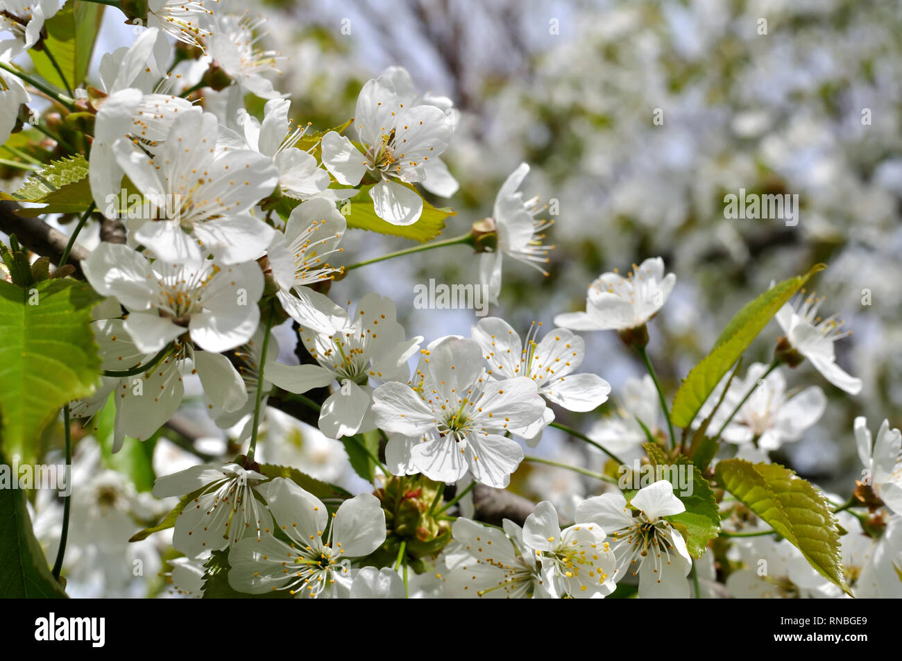 Early blooming cherry blossoms hi-res stock photography and images - Alamy