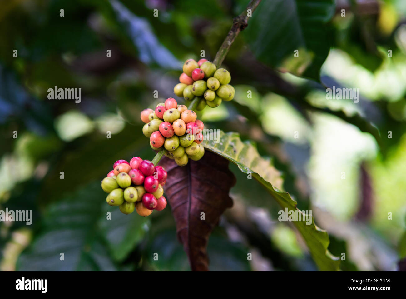 Bunches of organic ripe and ripening beans in coffee plant ready for
