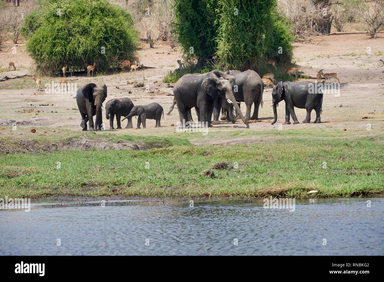 Elephant herd on Chobe riverbank Stock Photo