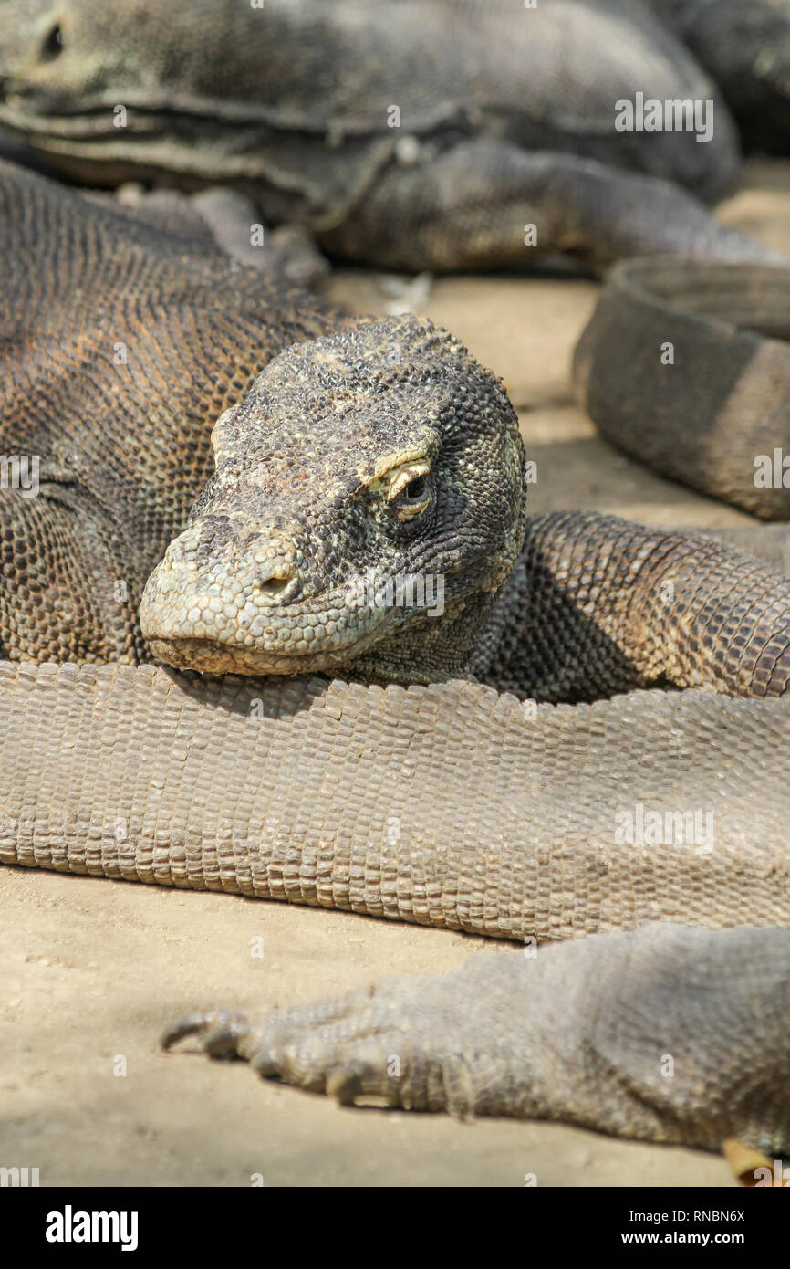 Komodo Dragons, sunbathing in the afternoon at Rinca Island, Indonesia. Stock Photo