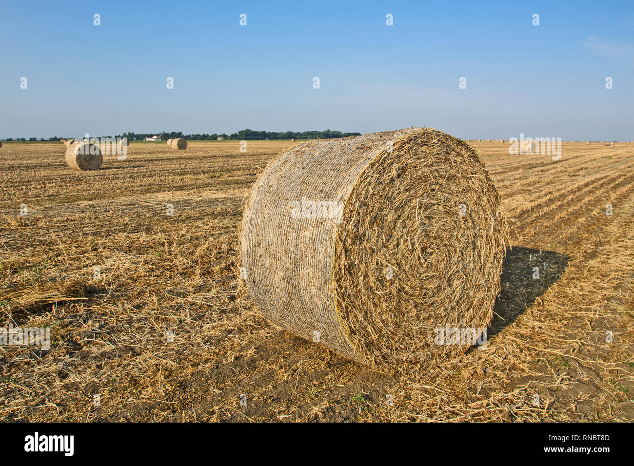 Wheat field after harvest, bales of rolled straw, animal feed for