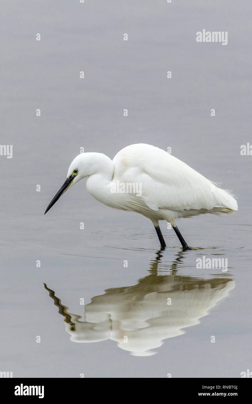 Little egret (Egretta garzetta) wading in shallow water. All white plumage with black legs fine long black bill yellow feet and a reflection in water. Stock Photo