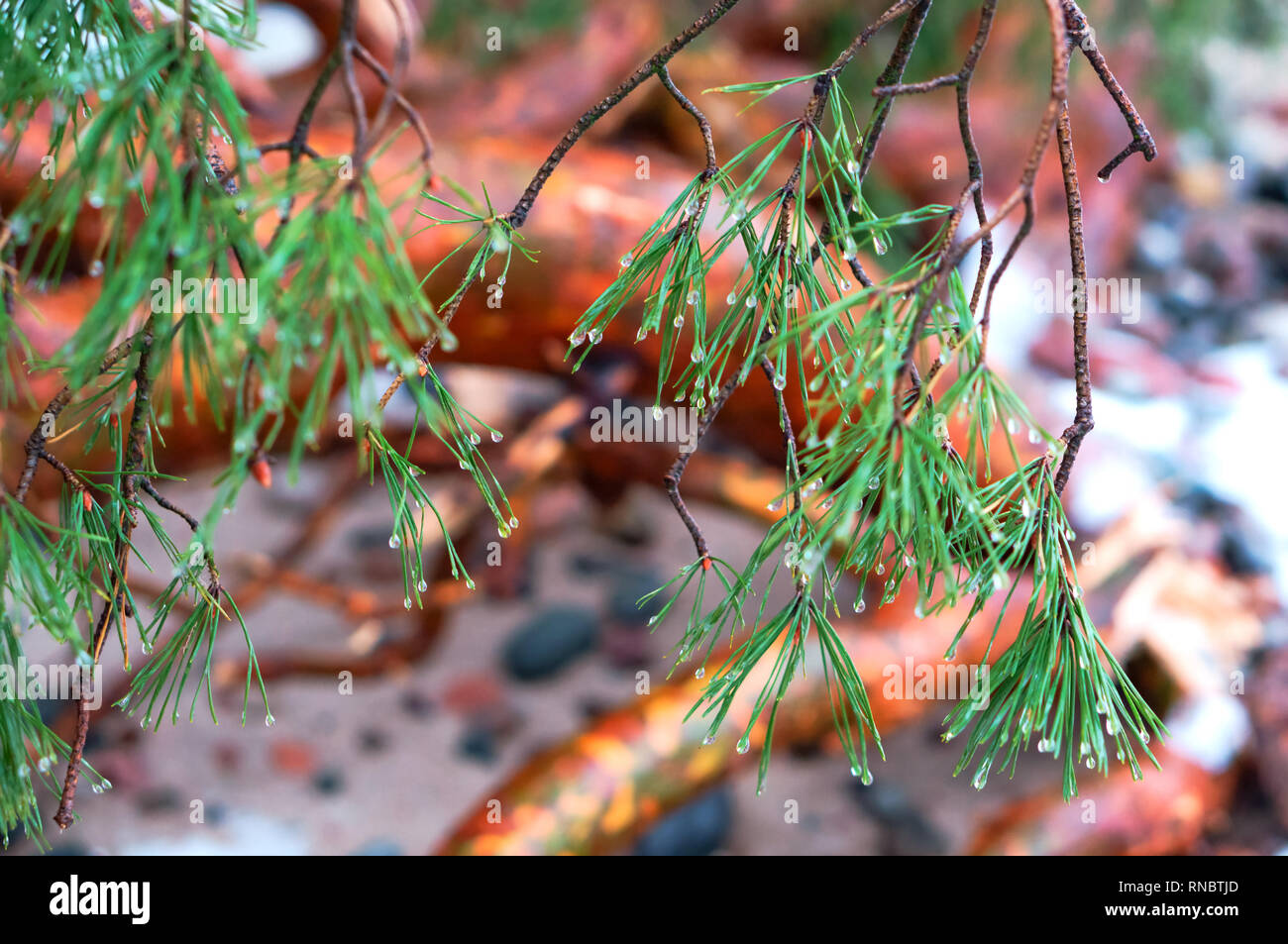 fir branches with cones, rain drops on fir needles Stock Photo