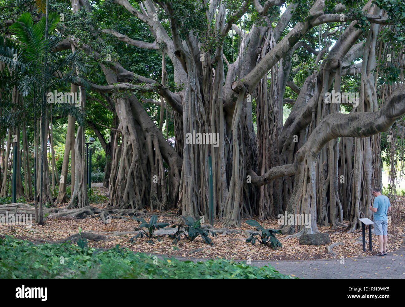 Banyan Fig tree, City Botanic Gardens, Brisbane, Australia Stock Photo
