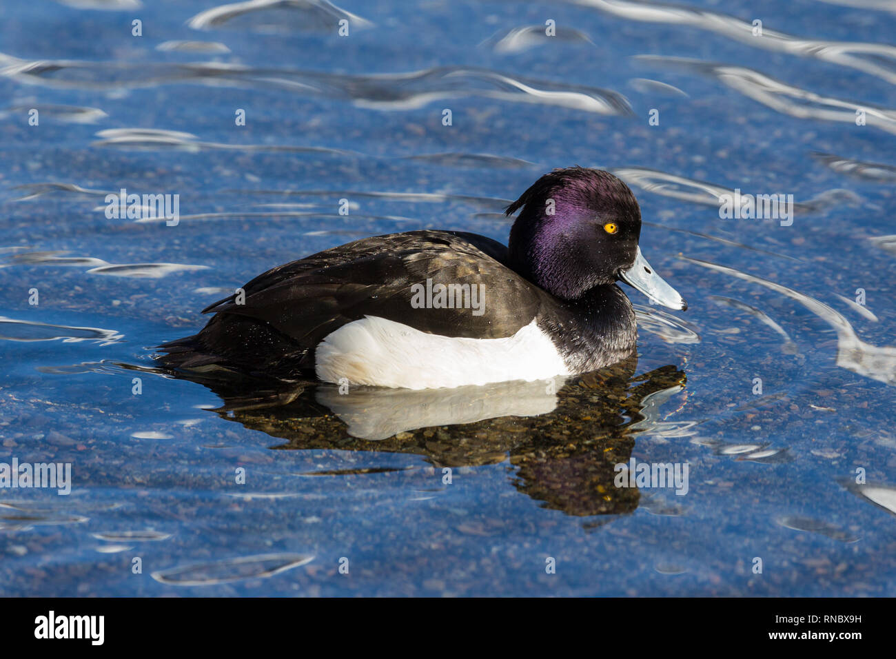 side view portrait natural male tufted duck (aythya fuligula) on water surface Stock Photo