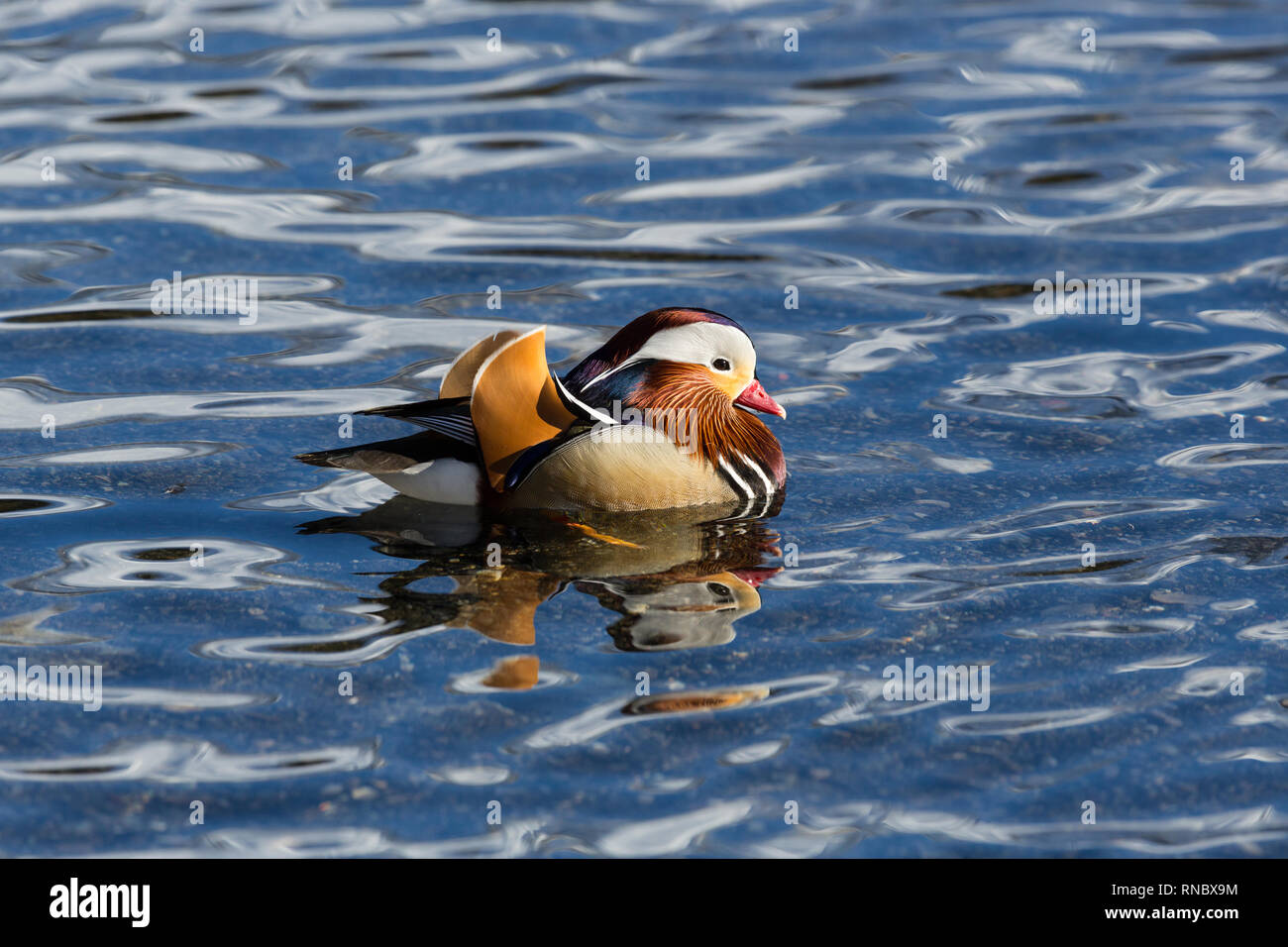 one swimming male mandarin duck (aix galericulata) reflected on water ...