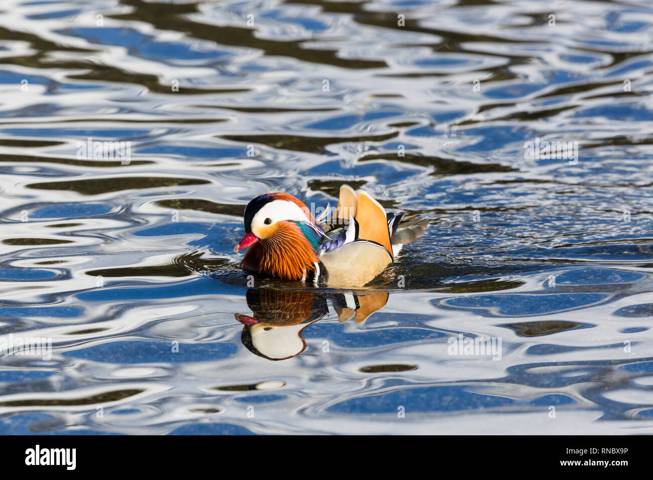 one natural male mandarin duck (aix galericulata) swimming in waved ...