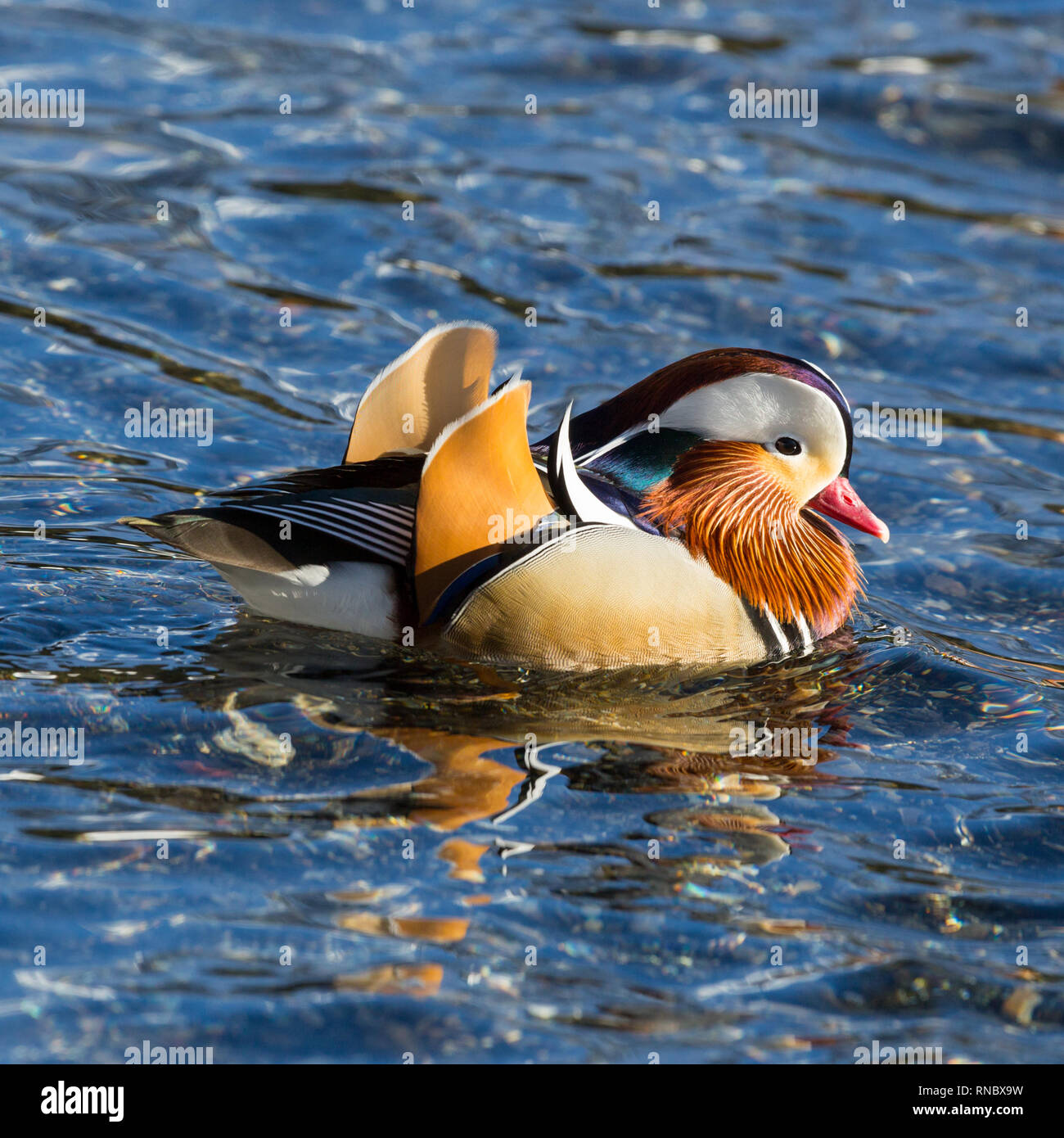 detailed side view natural male mandarin duck (aix galericulata ...