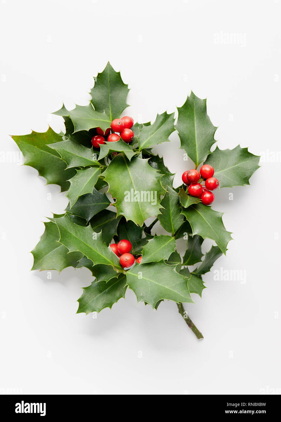Holly with red berries white background hi-res stock photography and ...