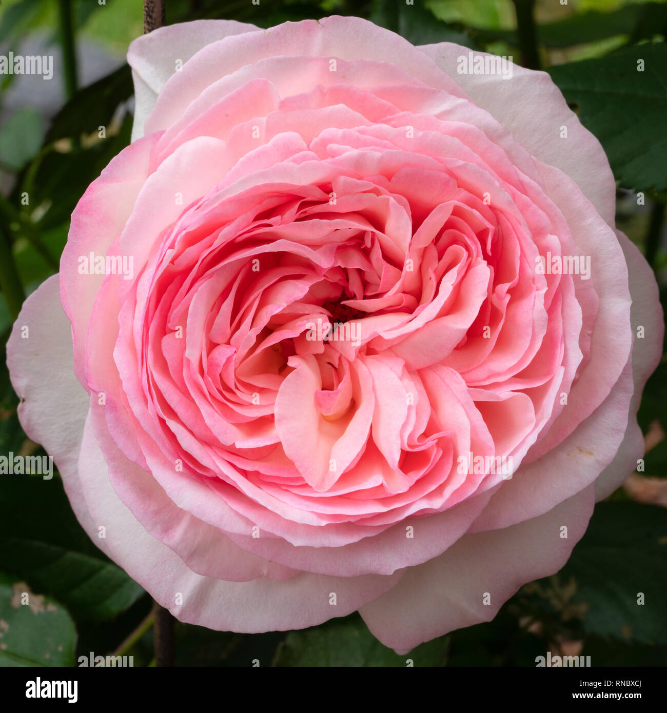 Shrub rose 'Eden rose 85' (Rosa), close up of the flower head Stock Photo