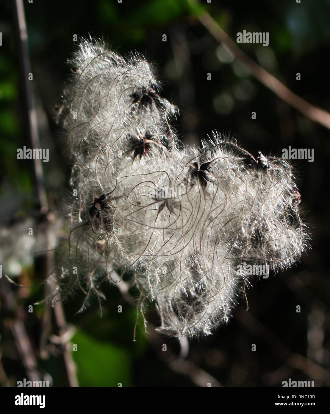 Old Man's Beard Stock Photo - Alamy