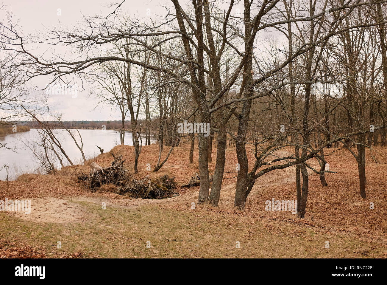 fallen leaves in park at the end of autumn wild nature Stock Photo - Alamy