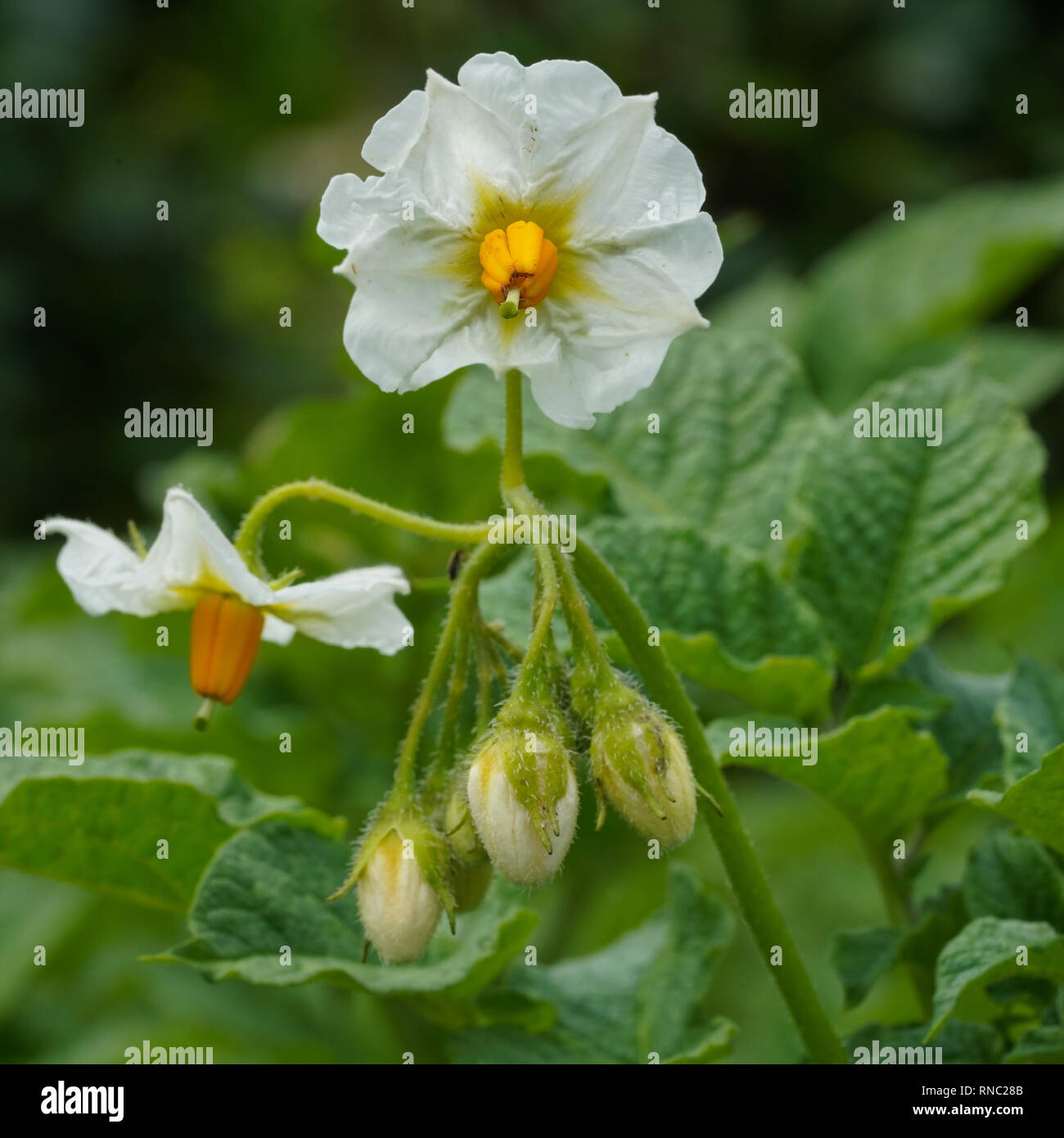 Blossom of potato plant (Solanum tuberosum Stock Photo Alamy