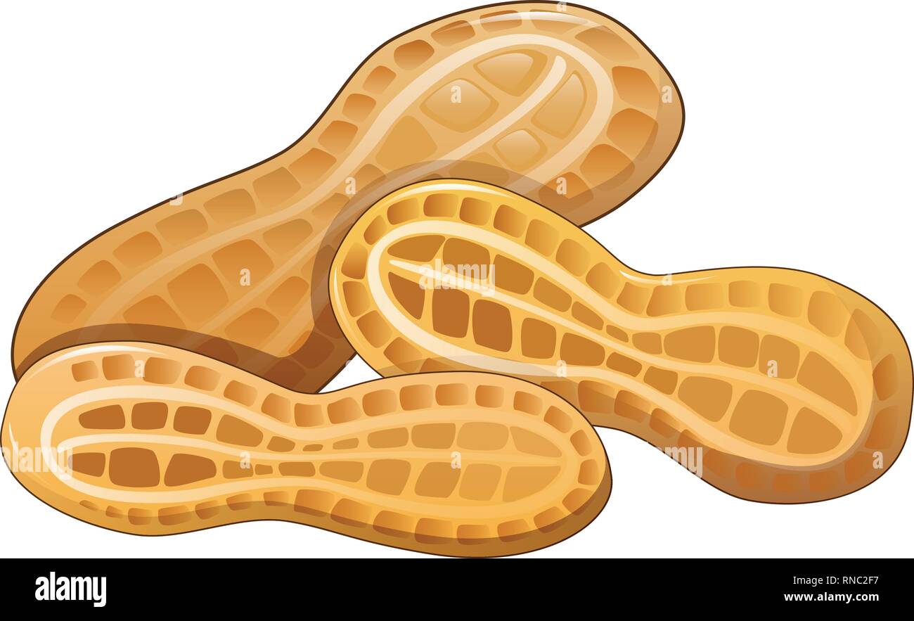 Peanut in shell icon, cartoon style Stock Vector Image & Art - Alamy