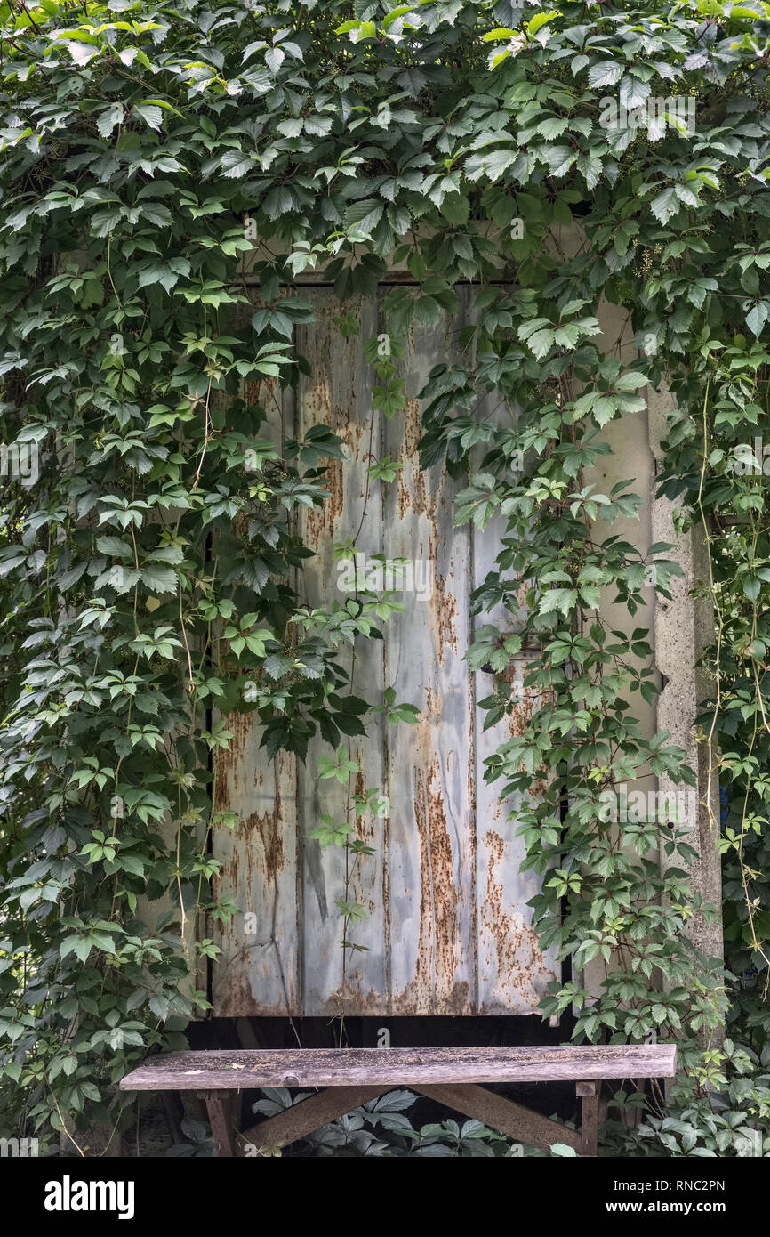 Virginia creeper (Parthenocissus quinquefolia) covers a rusty old metal shed door, painted pale blue - northern Italy Stock Photo