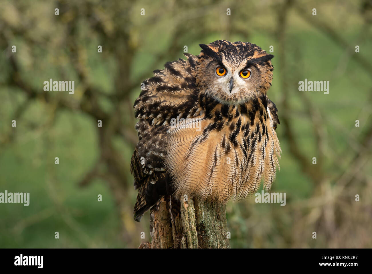 An eagle owls feeling threatened so it fluffs or ruffles its feathers and is facing forward Stock Photo