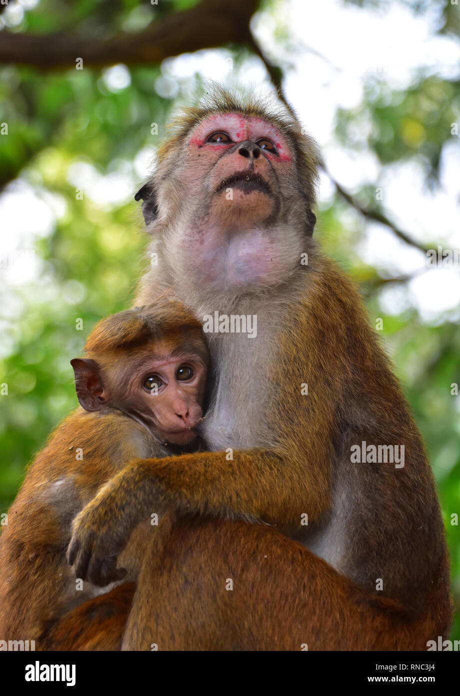 Kandy Monkeys Stock Photos Kandy Monkeys Stock Images Alamy - 