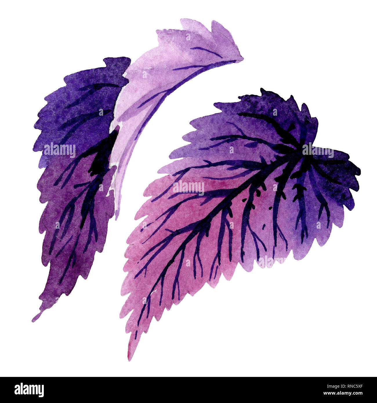 Begonia purple leaves. Watercolor background illustration set. Isolated  begonia illustration element Stock Photo - Alamy