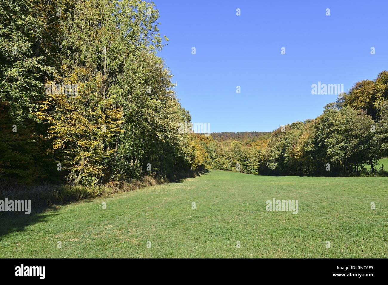Green meadow beside the autumnal egde of the forest from the low mountain range Süntel near Hessisch-Oldendorf, 13 October 2018 | usage worldwide Stock Photo