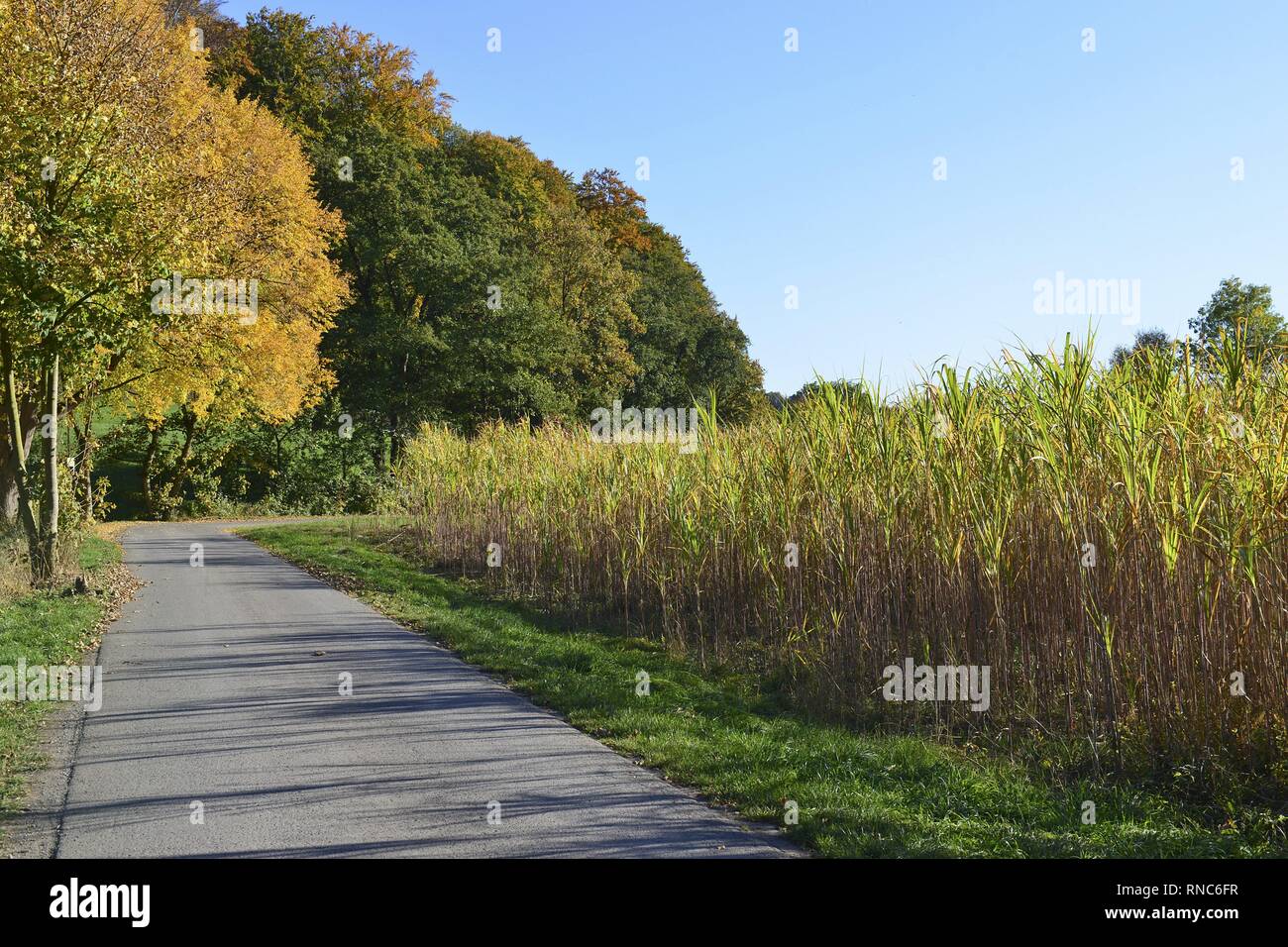 Small street and a maize field by the edge of the autumnal forest from the low mountain range Süntel near Hessisch-Oldendorf, 13 October 2018 | usage worldwide Stock Photo