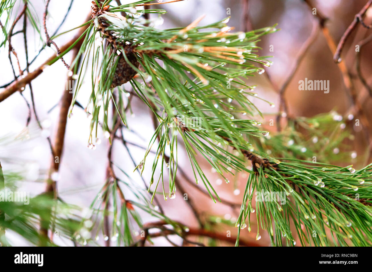 fir branches with cones, rain drops on fir needles Stock Photo