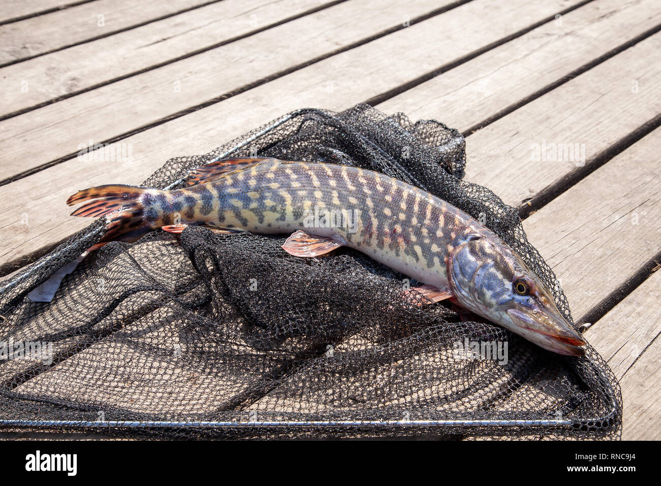 Freshwater Northern pike fish know as Esox Lucius lying on black fishing net.  Fishing concept, trophy catch - big freshwater pike fish just taken from  Stock Photo - Alamy