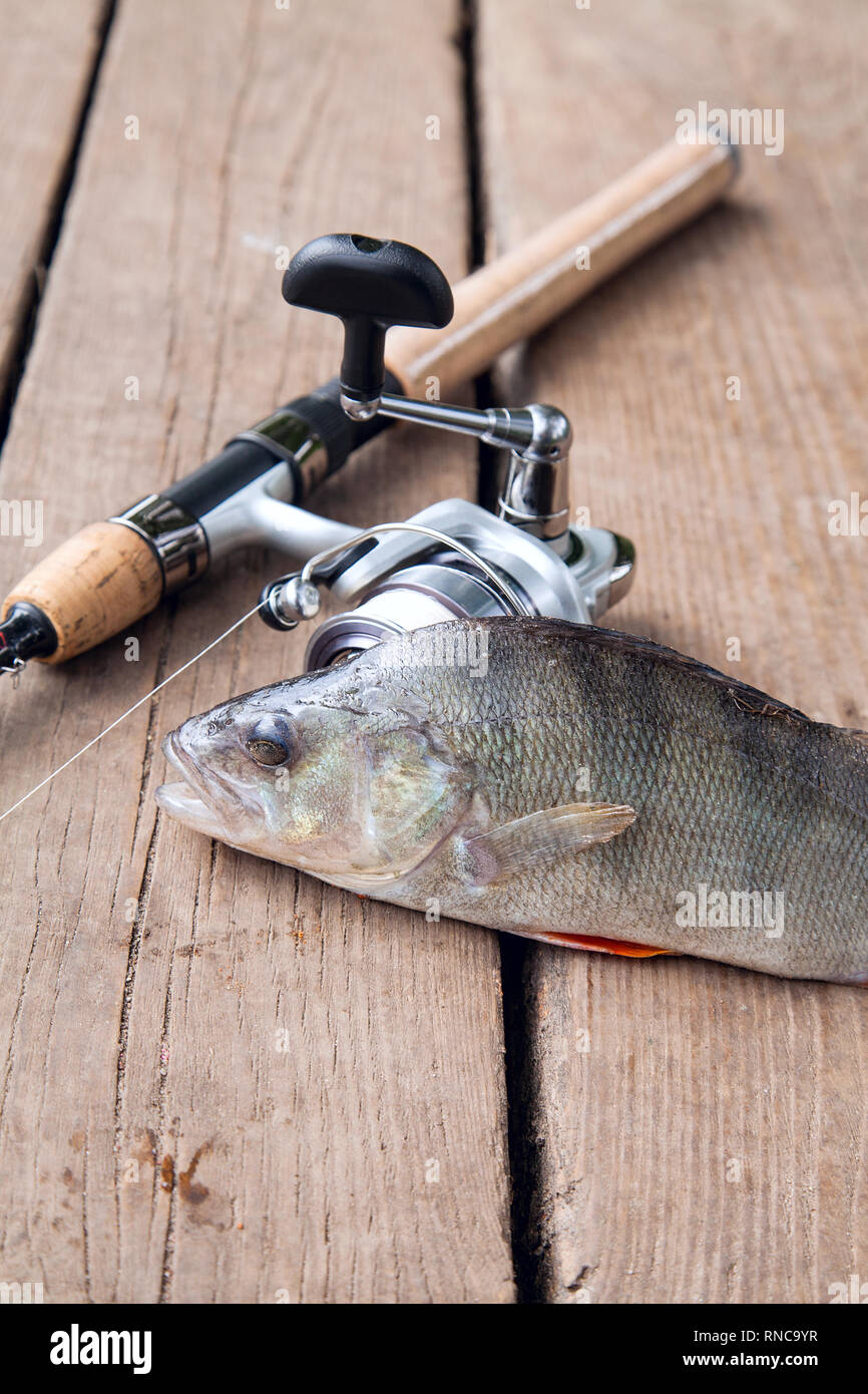 Perch fish not kingfisher hi-res stock photography and images - Page 11 -  Alamy