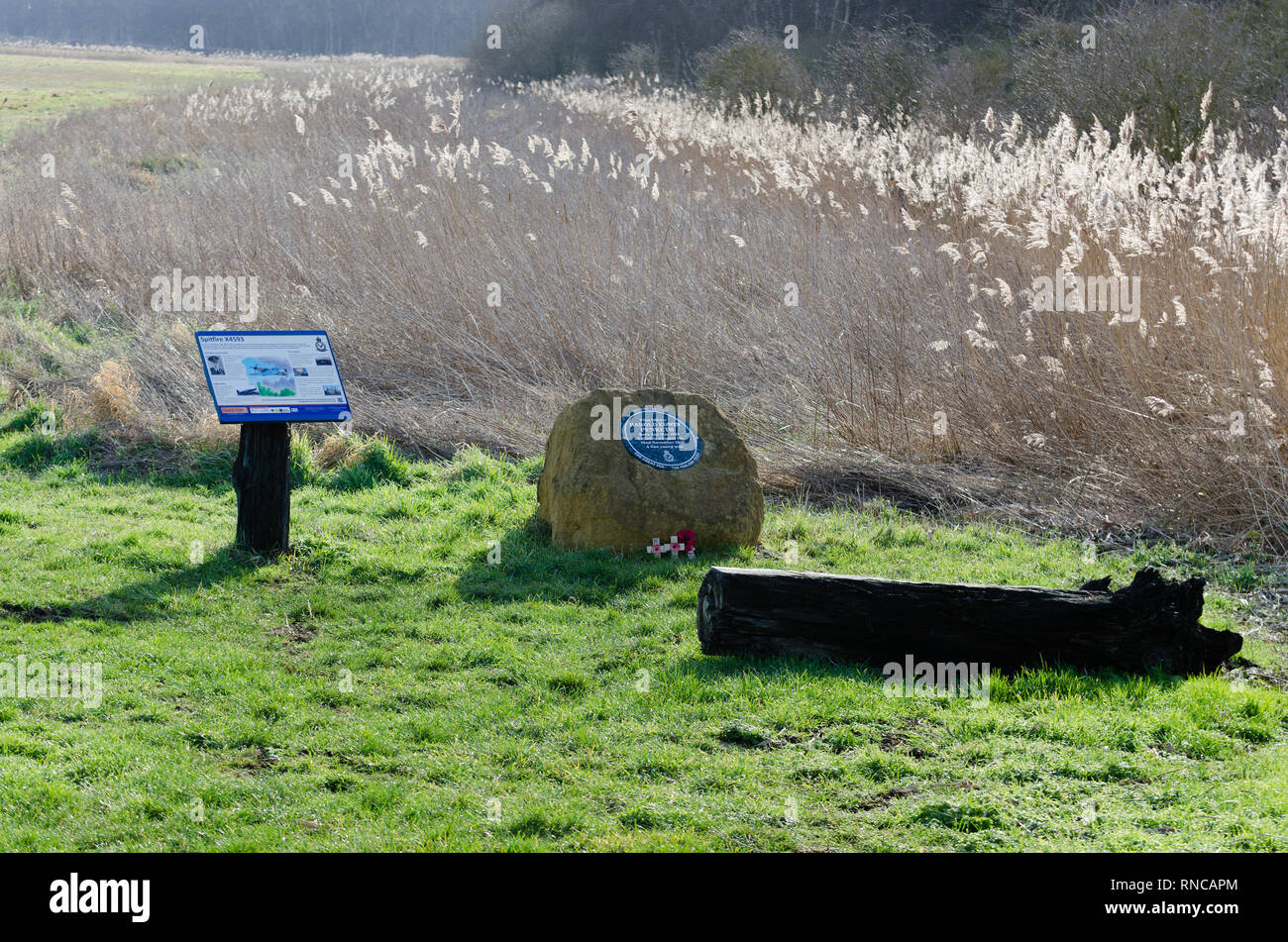 Willife at Holme Fen Cambrideshire Stock Photo