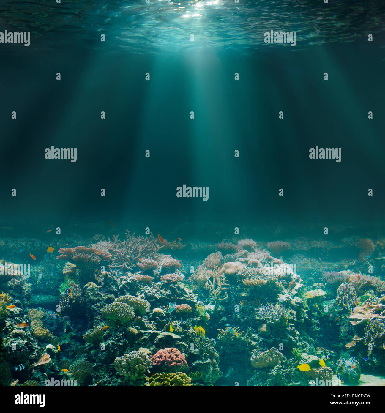 Sea or ocean seabed with coral reef. Underwater view. Stock Photo