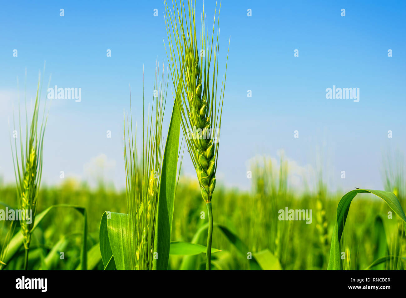 green wheat ears with blue sky in background Stock Photo - Alamy