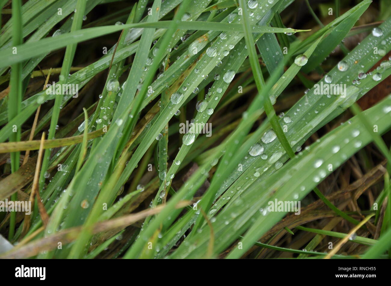 water drop in morning on leaf with sun light Stock Photo - Alamy