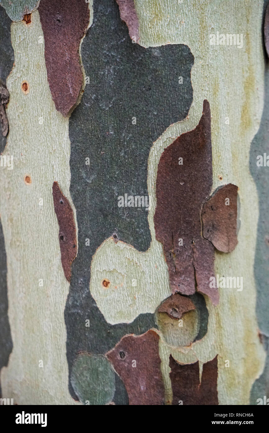 Colorful bark of an Australian gum tree peeling off from its trunk creating a beautiful pattern which can be used as background or wallpaper Stock Photo