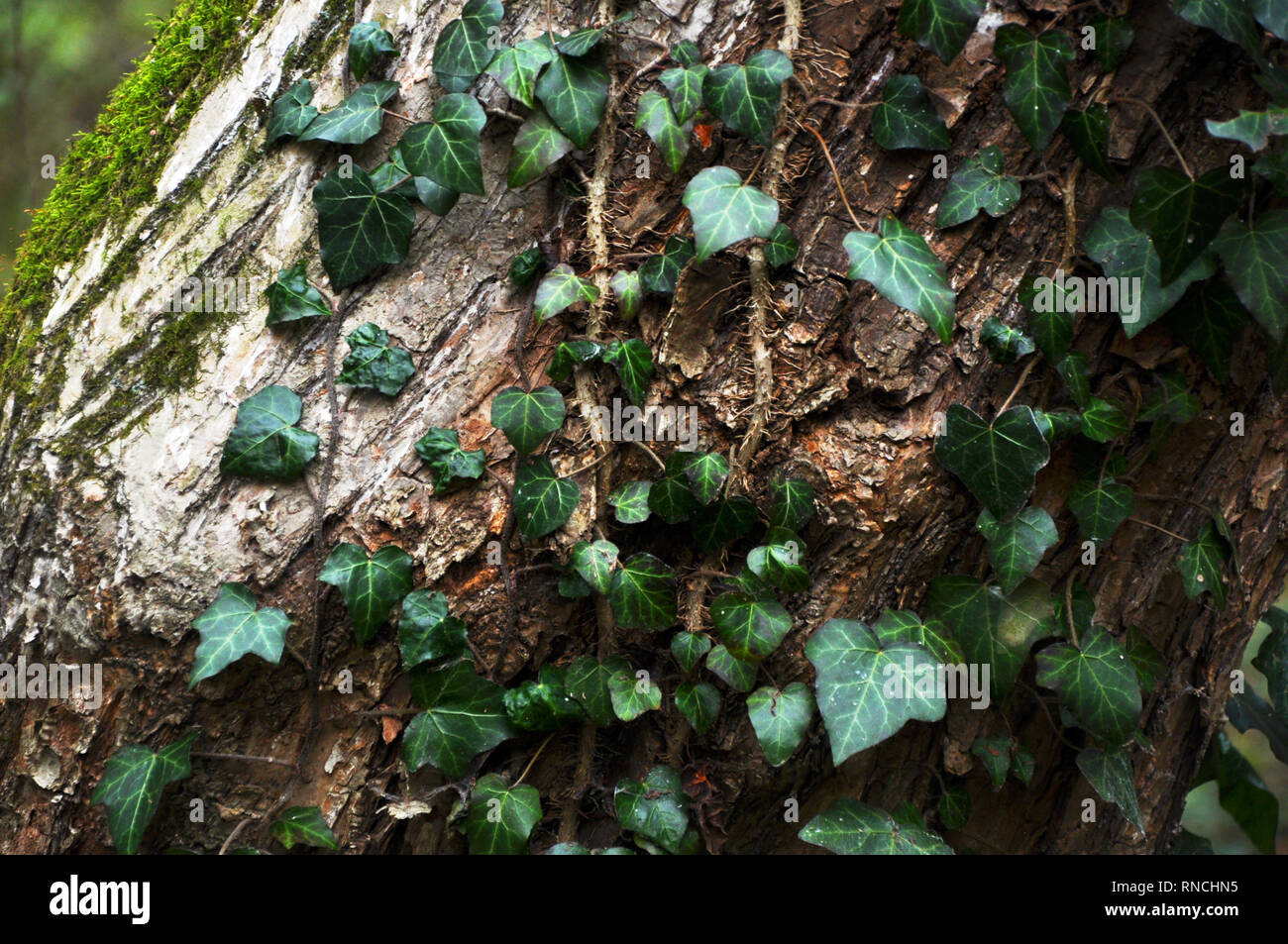 Beautiful, wild ivy on tree bark in the forest Stock Photo