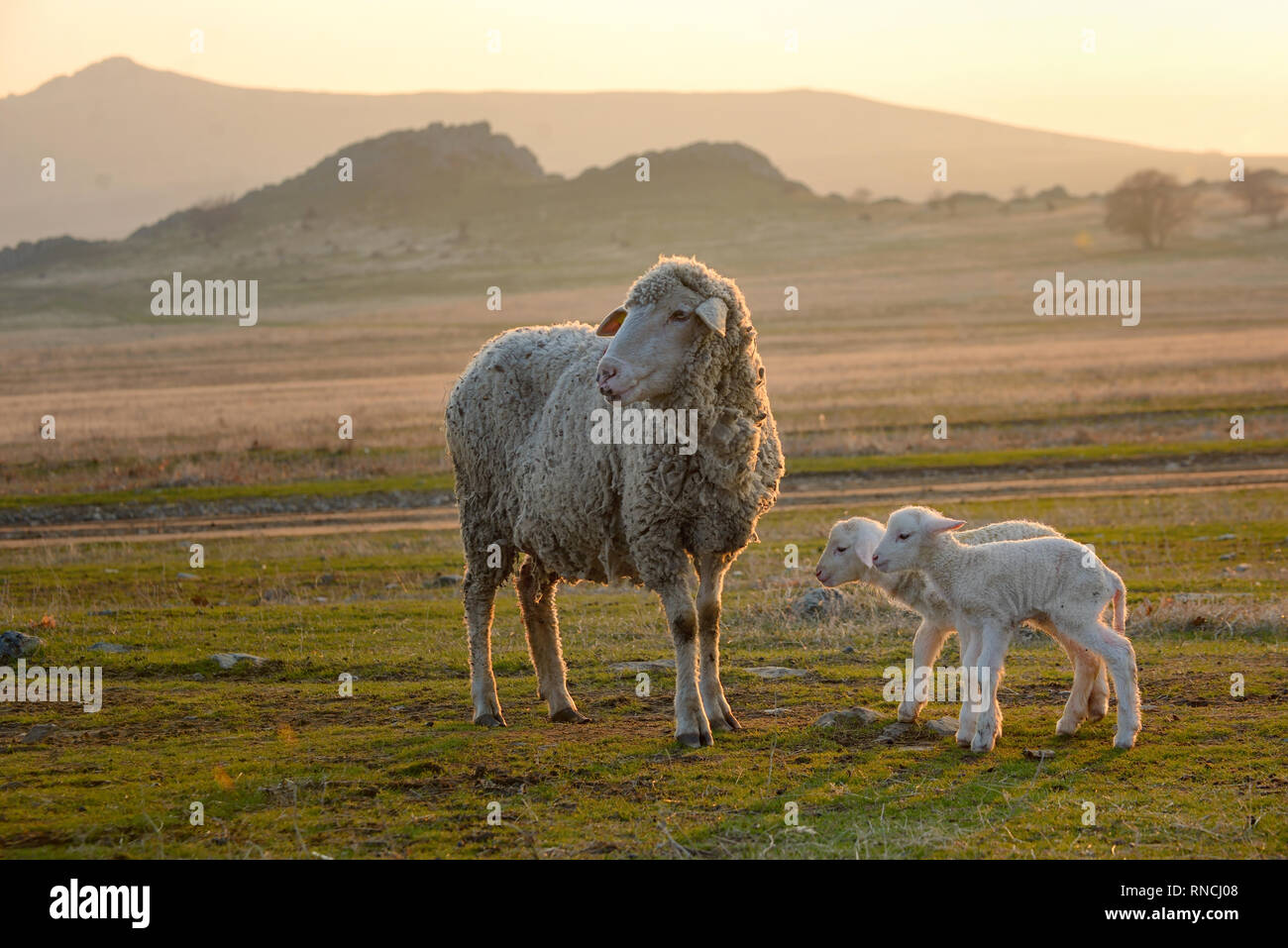 Cute sheep in a field blue sky hi-res stock photography and images - Alamy