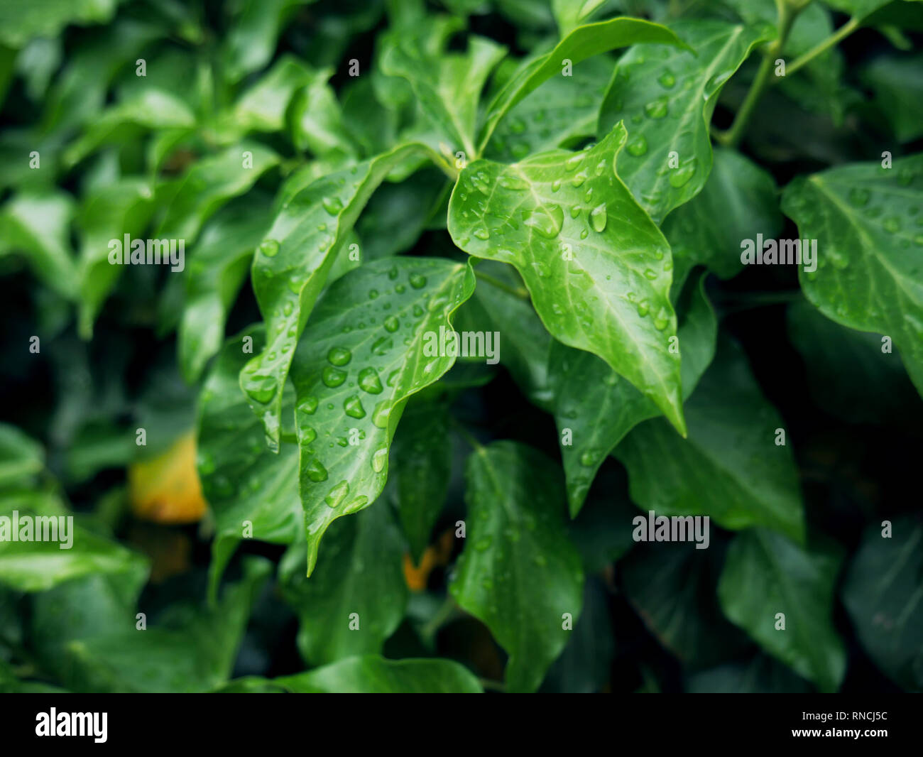 water drop in morning on leaf with sun light Stock Photo - Alamy