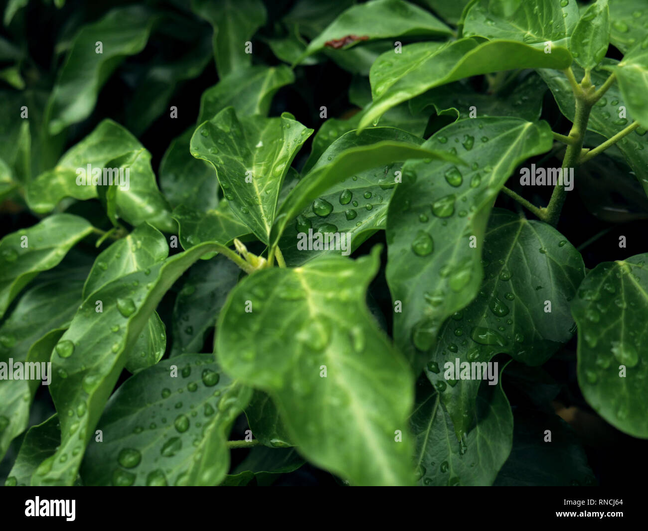 water drop in morning on leaf with sun light Stock Photo - Alamy